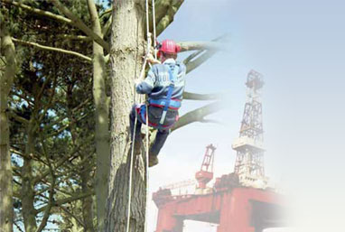 Man climbing a tree with a harness